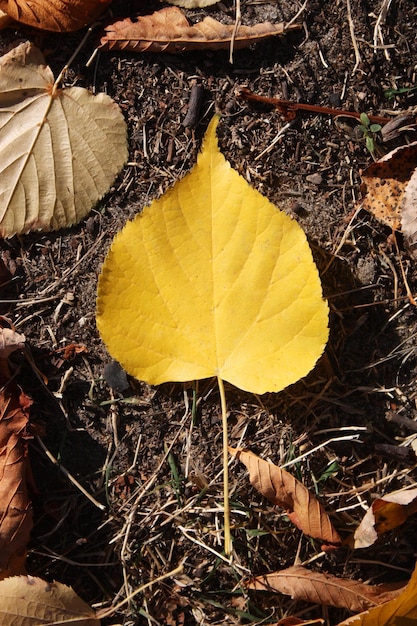 Ein gelbes Blatt auf dem Boden