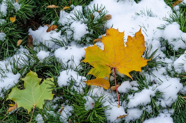 Ein gelbes Blatt auf einer Kiefer unter dem Schnee.