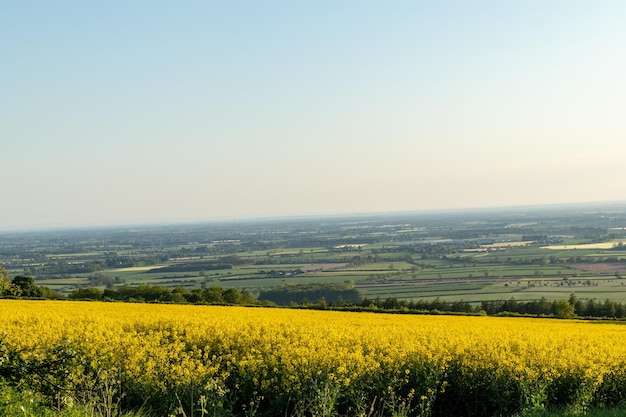 Foto ein gelbes feld mit blauem himmel und ein gelbes feld mit ein paar bäumen im hintergrund