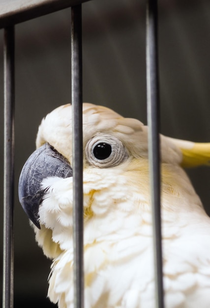 Ein Gelbhaubenkakadu hinter Gittern in einem Käfigzoo in Gefangenschaft