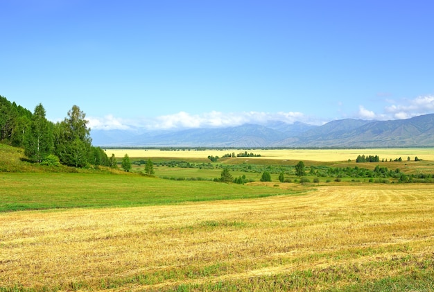 Ein gemähtes Feld auf einer Ebene an einem sonnigen Tag unter blauem Himmel. Sibirien, Russland