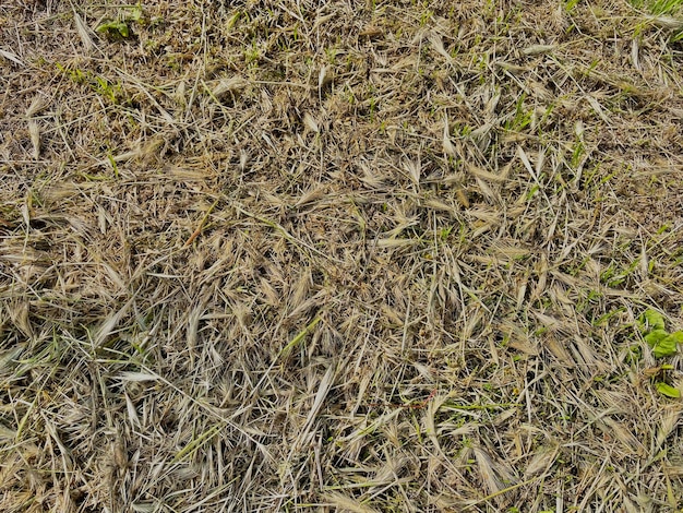 Ein gemähtes und mit Gras bedecktes Grasfeld.