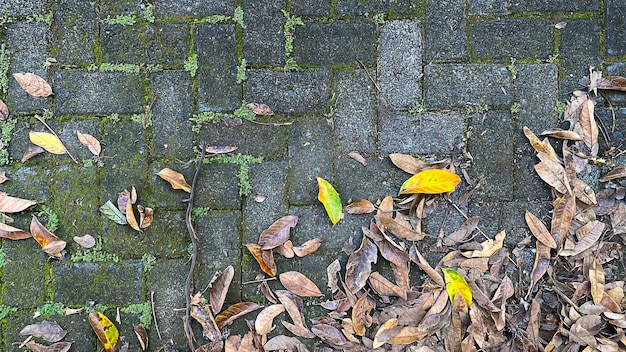 Ein gemauerter Bürgersteig mit Blättern darauf und einem gemauerten Weg.