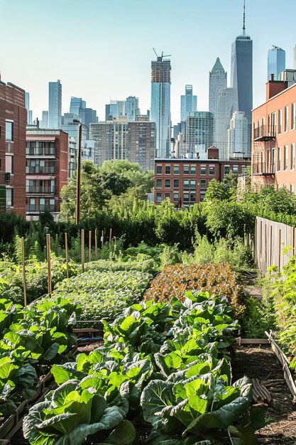 Foto ein gemeinschaftlicher gemüsegarten in einer städtischen gegend mit einer großen stadt im hintergrund