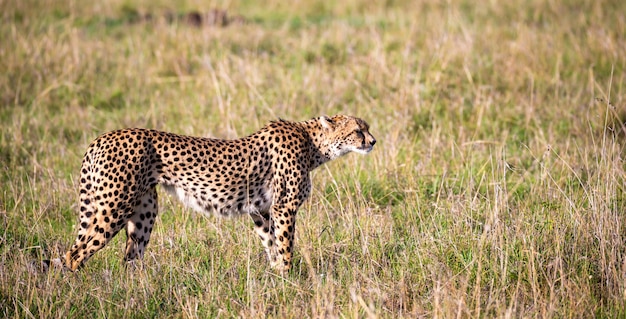 Ein Gepard geht zwischen Gras und Büschen in der Savanne von Kenia