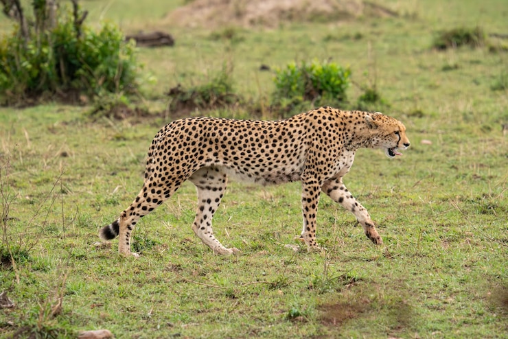 Foto ein gepard läuft über ein grasbewachsenes feld mit einem grünen busch im hintergrund
