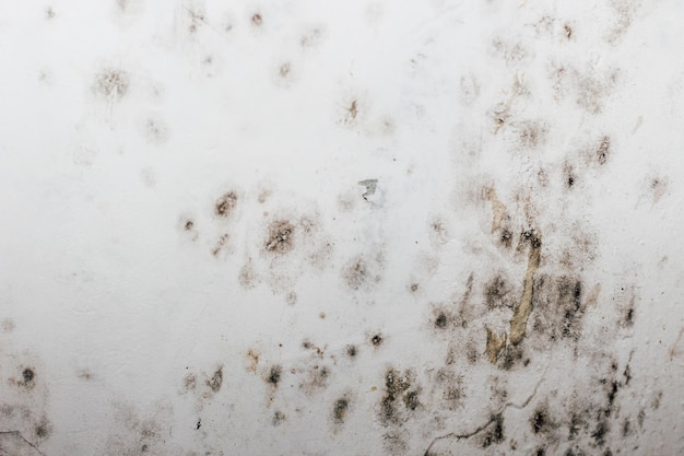 Ein geschwärzter blühender Pilz in der Ecke des Fensters