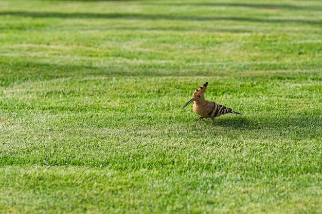 Foto ein gestreifter hoopoe geht auf einer grünen wiese spazieren