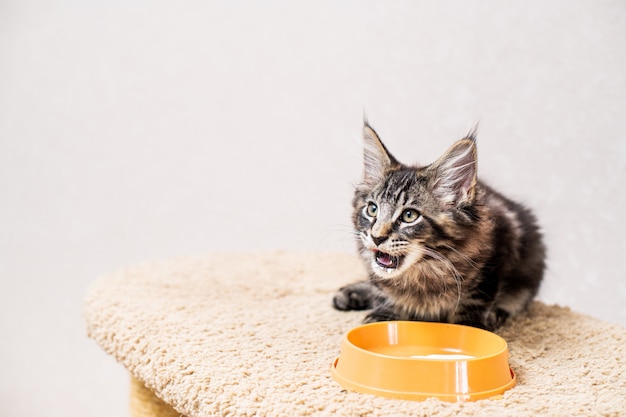 Ein gestreiftes graues Maine Coon-Kätzchen sitzt vor einer Schüssel mit Futter und leckt sich vor Vergnügen die Lippen.