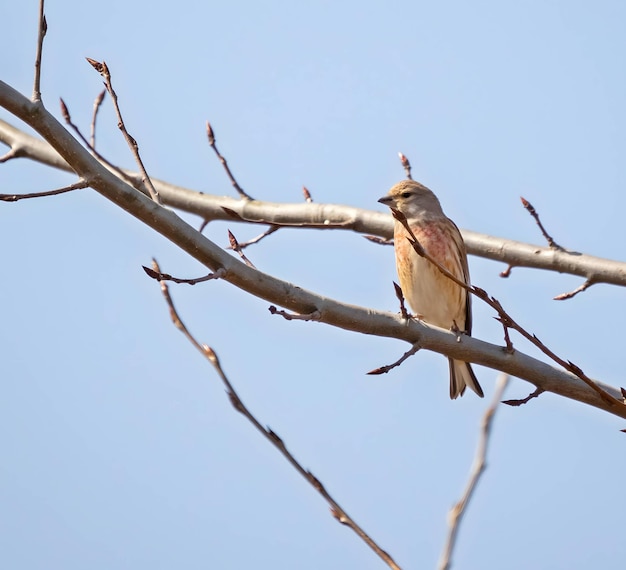 Ein gewöhnlicher Linnet auf einem Baumzweig