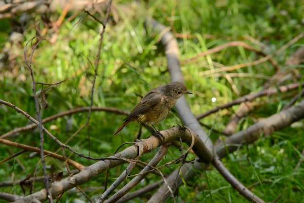 Ein gewöhnlicher Redstart auf einem Zweig eines umgestürzten Baumes mit einem grünen Fleck im Hintergrund