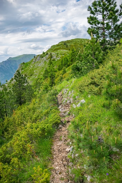 Ein gewundener Pfad führt durch den Wald zwischen den hohen Bergen.