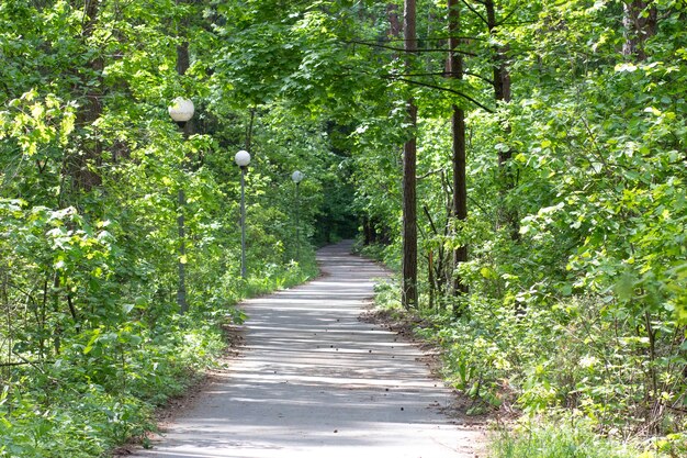 Ein gewundener Weg im Park führt tief in den Wald