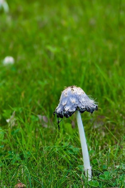 Ein giftiger Pilz blass Giftpilz im grünen Gras.