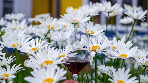 Ein Glas Rotwein zwischen weißen Gänseblümchen Leucanthemum vulgare