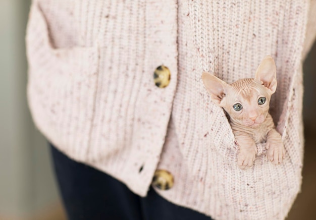 Ein glatzköpfiges Kätzchen sitzt in der Tasche einer Strickjacke und schaut in die Kamera