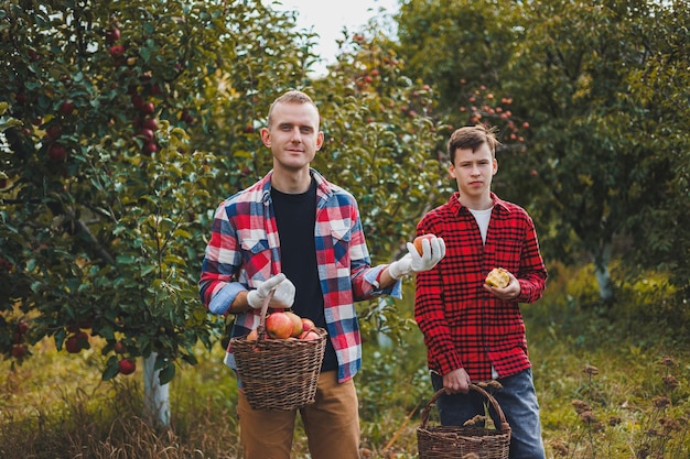 Ein glücklicher Bauer, der während der Herbsternte reife Äpfel im Obstgarten pflückt.