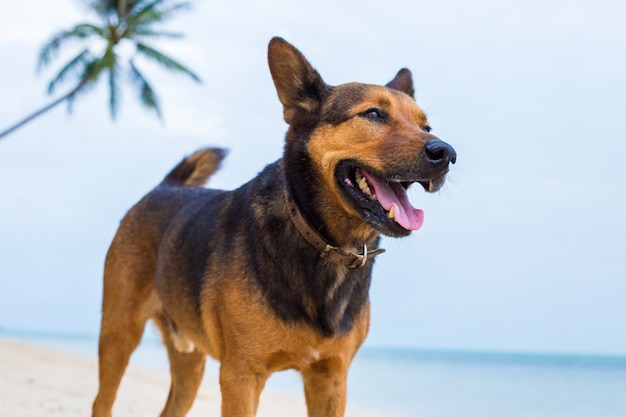 Ein glücklicher Hund am Strand.