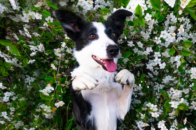 Ein glücklicher Hund in Blumen Das Haustier lächelt