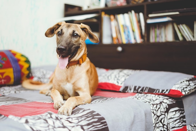 Ein glücklicher Hund sitzt mit der Zunge heraus auf dem Bett