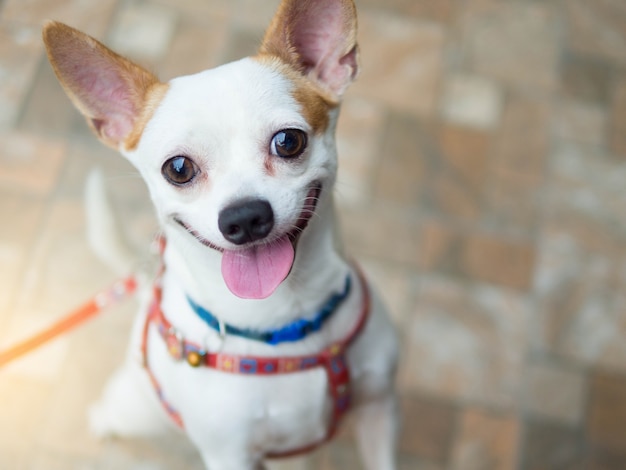 Foto ein glücklicher lächelnder hund des netten weißen chihuahua