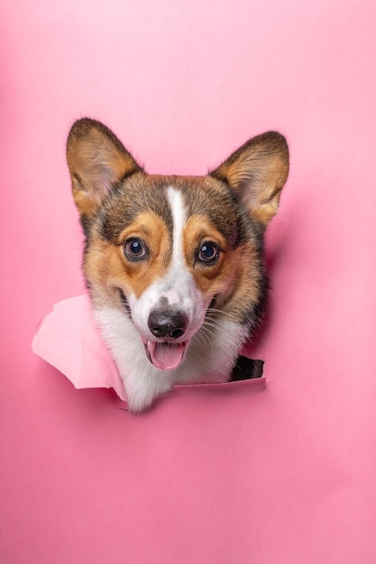 Ein glücklicher männlicher pembroke welsh corgi dog photoshoot studio pet photography mit konzept, das rosaroten papierkopf mit ausdruck durchbricht