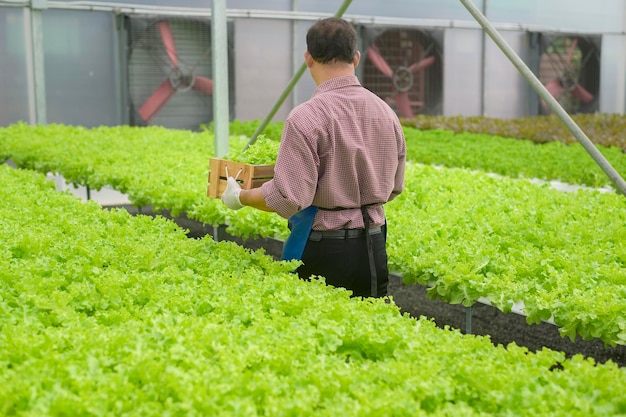 Ein glücklicher senior-bauer, der in einer hydroponischen gewächshausfarm, sauberem essen und gesundem ernährungskonzept arbeitet