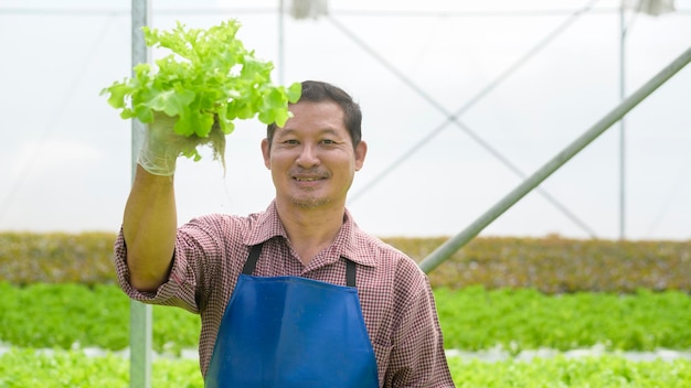 Ein glücklicher Senior-Bauer, der in einer hydroponischen Gewächshausfarm, sauberem Essen und gesundem Ernährungskonzept arbeitet