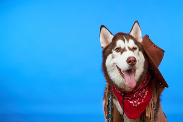 Ein glücklicher Siberian Husky-Hund in einem Cowboyhut zwinkert dem blauen Hintergrund zu