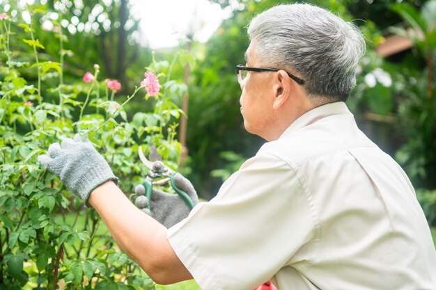 Ein glücklicher und lächelnder alter asiatischer älterer Mann beschneidet Zweige und Blumen für ein Hobby nach der Pensionierung in einem Haus.