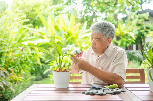 Ein glücklicher und lächelnder asiatischer alter älterer Mann pflanzt nach dem Ruhestand in einem Haus für ein Hobby. Konzept eines glücklichen Lebensstils und einer guten Gesundheit für Senioren.