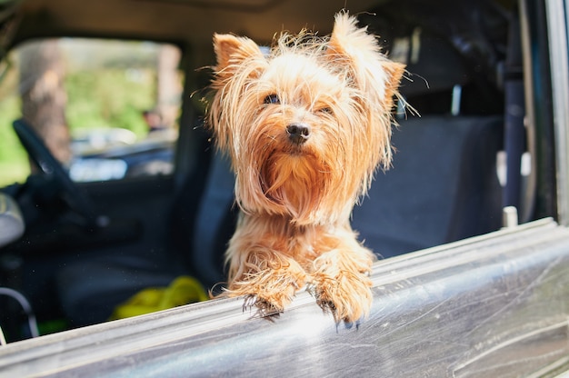 Ein glücklicher Yorkshire Terrier verfolgt seinen Kopf aus einem fahrenden und fahrenden Autofenster.