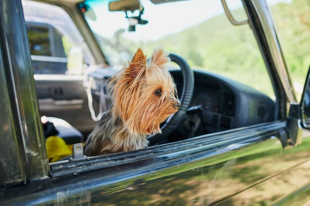 Ein glücklicher Yorkshire Terrier verfolgt seinen Kopf aus einem fahrenden und fahrenden Autofenster.