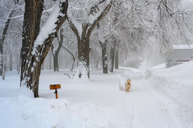 Ein Golden Retriever genießt frischen Winterschnee auf einem Wanderweg im Wald Der Morgennebel im Wald Schneeverwehungen und weißer Schnee