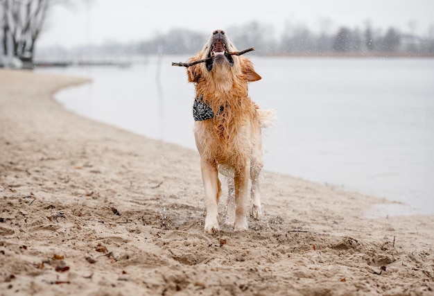 Ein Golden Retriever-Hund spielt mit einem Stock im Maul im See