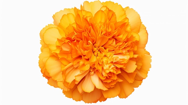 Foto ein goldenes leuchten, das auf die spitze einer marigoldblume hinunterblickt