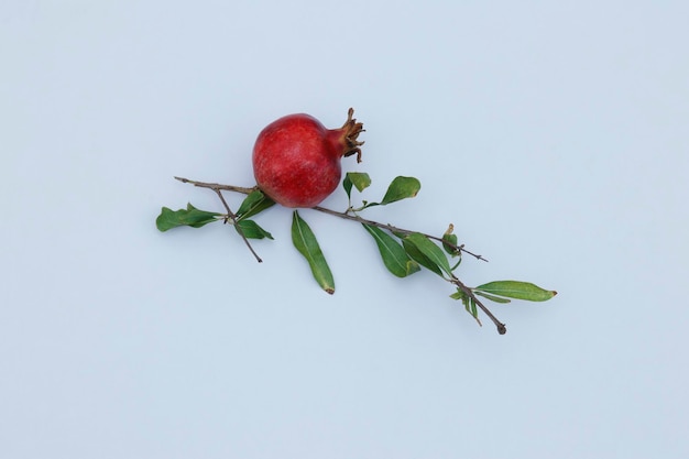 Ein Granatapfel mit Blättern und ein Zweig mit Blättern darauf