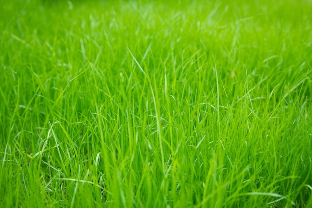 Ein Gras auf Natur im Parkhintergrund