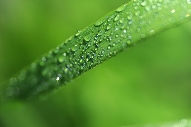 Foto ein gras makro