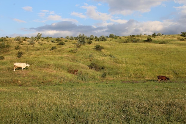 Ein grasbewachsener Hügel mit Bäumen und blauem Himmel