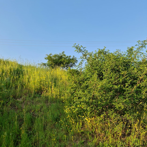 Ein grasbewachsener Hügel mit blauem Himmel und einem Baum im Hintergrund.