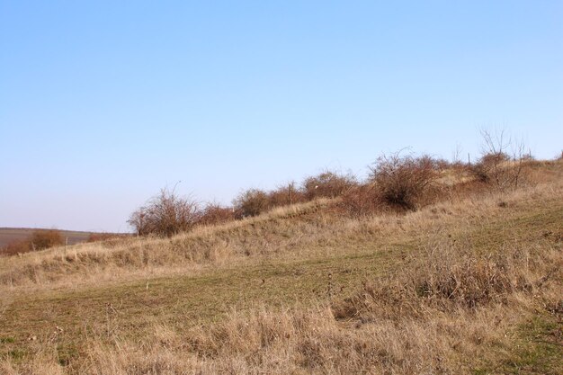 Ein grasbewachsenes Feld mit Bäumen im Hintergrund