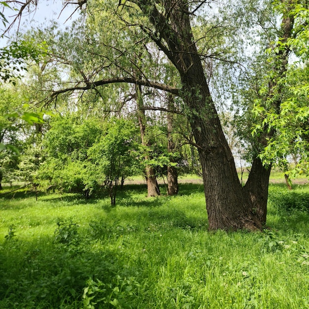 Ein grasbewachsenes Feld mit Bäumen und Gras und einem Baumstamm, auf dem das Wort „“ steht.