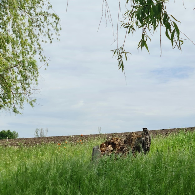 Foto ein grasbewachsenes feld, über dem ein baum hängt und auf dem ein schild mit der aufschrift „das wort“ steht. 