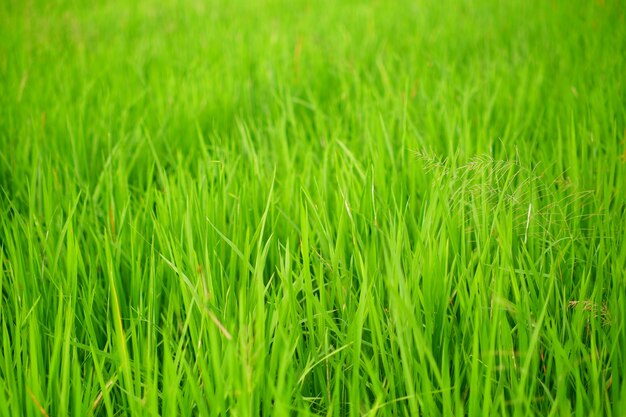 Ein Grasfeld, das grün ist und auf dem das Wort Reis steht.