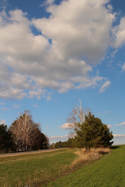 Ein Grasfeld mit Bäumen und blauem Himmel