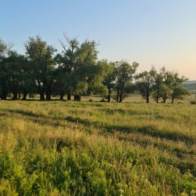 Ein Grasfeld mit Bäumen und einem blauen Himmel im Hintergrund