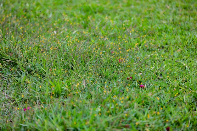 Ein Grasfeld mit gelben Blumen und grünem Gras.