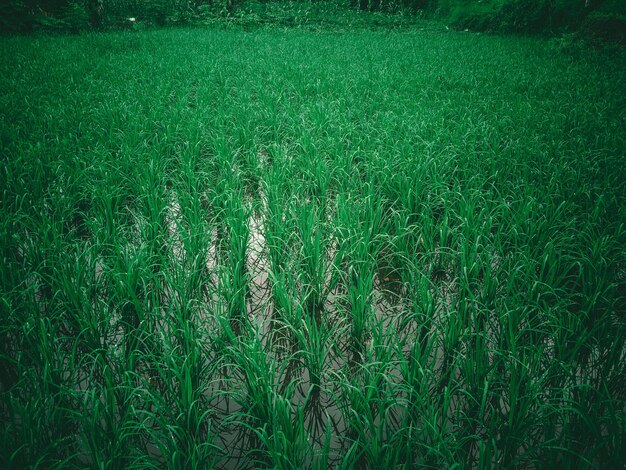 Ein Grasfeld mit grünem Hintergrund und dem Wort Reis darauf.