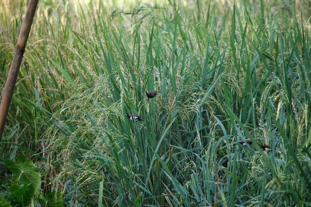 Ein Grasfeld mit Schmetterlingen darauf